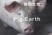 猪的土地-epub
